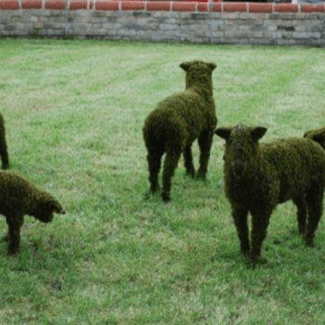 Topiary Sheep's | TOPIARYTREE.NET