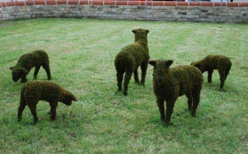 Sheep Family Grazing, Sleeping & Standing Topiary