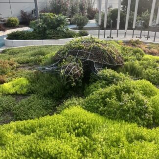 Topiary Sea Turtle | TOPIARYTREE.NET