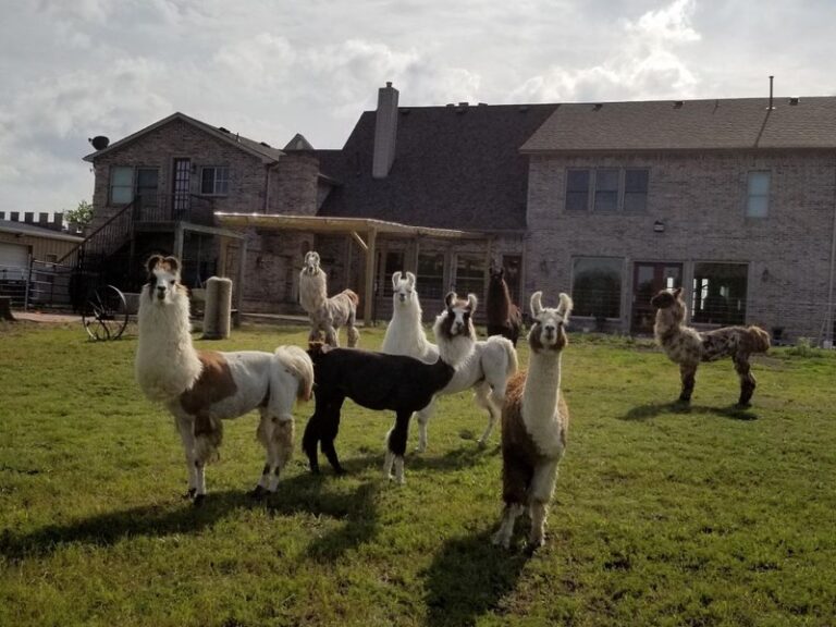 Stock photo of live llamas of various colors grazing in a yard, not a topiary