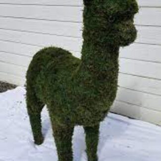 Topiary Llama in Black Outdoor Boxwoods | TOPIARYTREE.NET