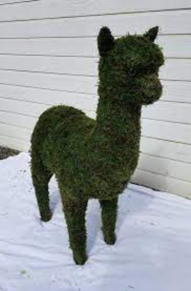 Moss-covered llama topiary standing on a tarp against a wood-sided wall