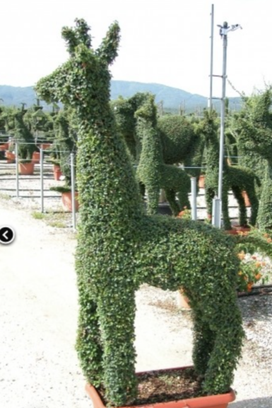 Green boxwood llama topiary in a nursery field with other animal topiaries