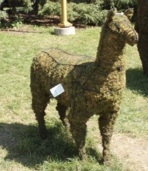 Wire-framed llama topiary with early moss fill and an attached tag, on grass