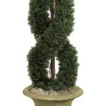 Double spiral cypress topiary in an urn-style stone planter