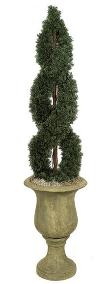 Double spiral cypress topiary in an urn-style stone planter