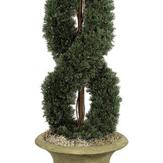 5 to 6 Foot Double Spiral Cypress Topiary | TOPIARYTREE.NET
