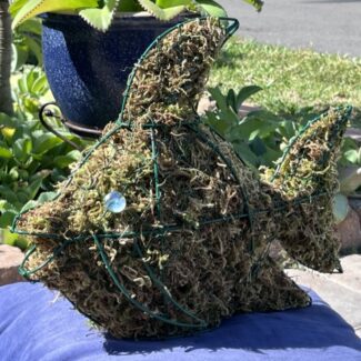 Fish Moss Topiary | TOPIARYTREE.NET