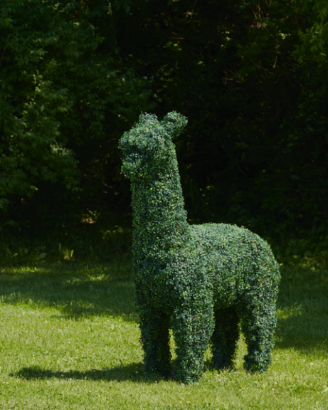 Green boxwood llama topiary standing on grass in front of dark trees