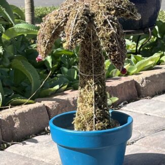 Moss Topiary Palm Tree