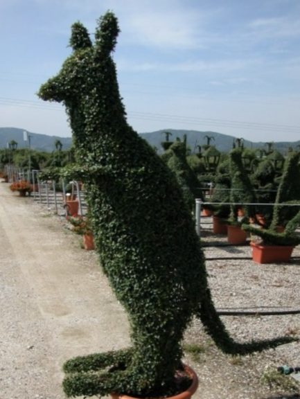 Green boxwood kangaroo topiary in a nursery row, potted, with mountains behind