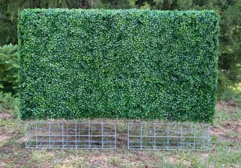 Straight-on view of the finished rectangular boxwood hedge with the wire base on bare soil