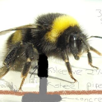 Topiary Bumble Bees | TOPIARYTREE.NET