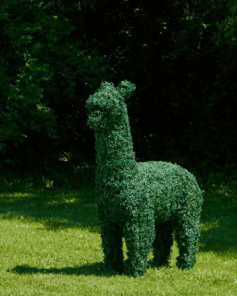 How to Choose the Best Live Boxwood Topiary for Your Home or Garden