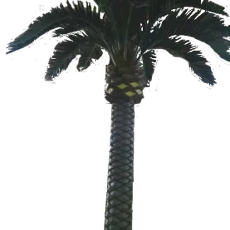 15' KING PALM  X18 W/1206LVS | TOPIARYTREE.NET