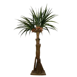 12.5' AUSTRALIAN DRACAENA X6 W/138LVS | TOPIARYTREE.NET