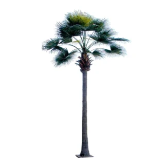 22' ROYAL FAN PALM TREE W/20FRONDS | TOPIARYTREE.NET