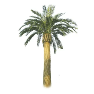 25' CALIFORNIA CANARY DATE PALM X38  (FOR OUTDOOR) | TOPIARYTREE.NET