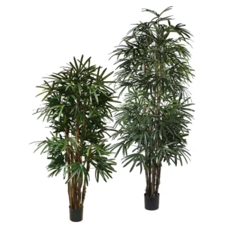 P1398 LADY PALM | TOPIARYTREE.NET