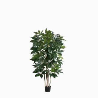GIANT SCHEFFLERA TREE | TOPIARYTREE.NET