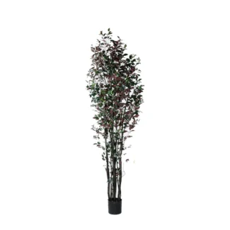 8' PTD MULTI TRUNK CAPENSIA FICUS TREE W/1892LVS | TOPIARYTREE.NET