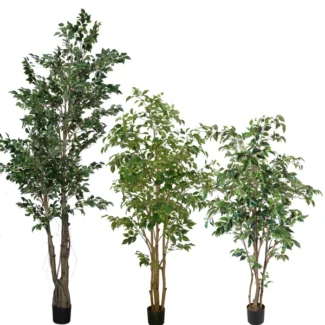 FICUS TREE | TOPIARYTREE.NET