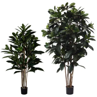 FICUS FIG TREE | TOPIARYTREE.NET