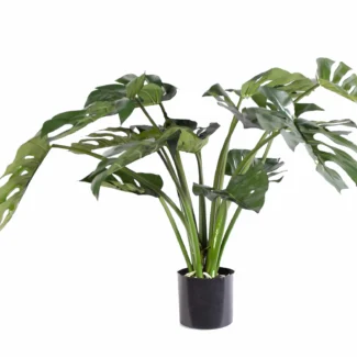 2.5' PTD SPLIT PHILO W/15LVS | TOPIARYTREE.NET