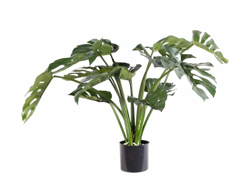 5_aa097cd3-f4be-4466-a137-a8362af6e11a_2000x