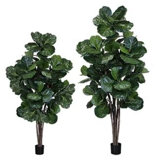 MULTI TRUNK BRAZILIAN FIDDLE LEAF TREE | TOPIARYTREE.NET