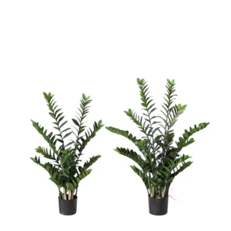 4'  PTD Z Z PLANT X 15 W/331LVS | TOPIARYTREE.NET