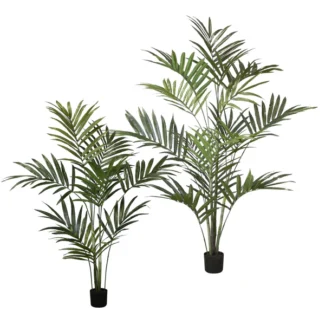 KENTIA PALM | TOPIARYTREE.NET