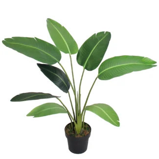 NEW TRAVELLER PALM
