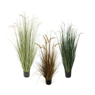 P1518 FOXTAIL GRASS