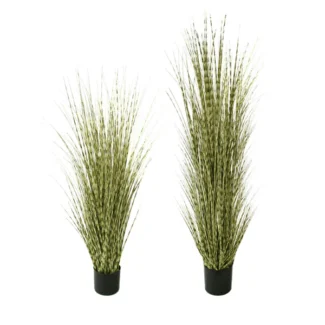 P1519 ZEBRA ONION GRASS