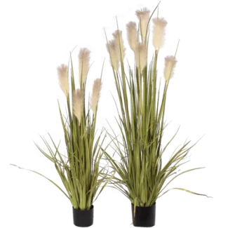 P1527 REED GRASS | TOPIARYTREE.NET