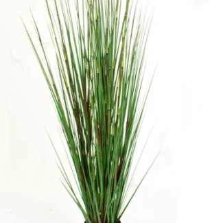 P1530 HORSETAIL | TOPIARYTREE.NET