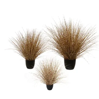 P1541R LEOPARD GRASS | TOPIARYTREE.NET