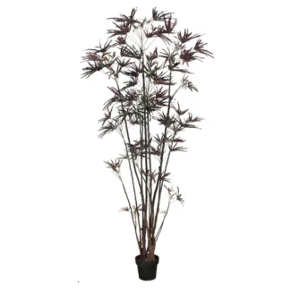 P1550 FINGER ARALIA TREE | TOPIARYTREE.NET