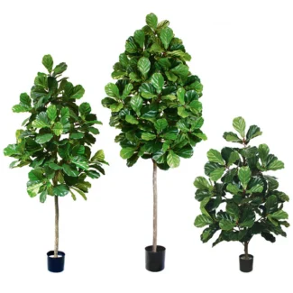 FIDDLE LEAF PLANT | TOPIARYTREE.NET