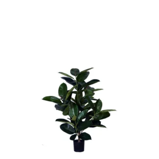3' PTD RUBBER PLANT W/58LVS | TOPIARYTREE.NET