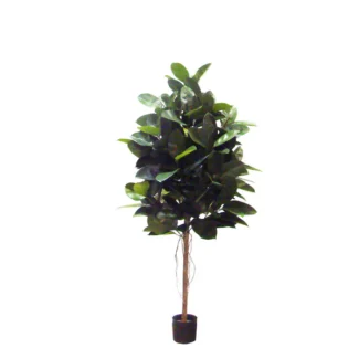 RUBBER TREE | TOPIARYTREE.NET