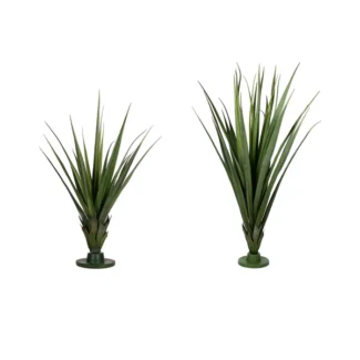 AUSTRALIAN DRACAENA HEAD WITH BASE | TOPIARYTREE.NET