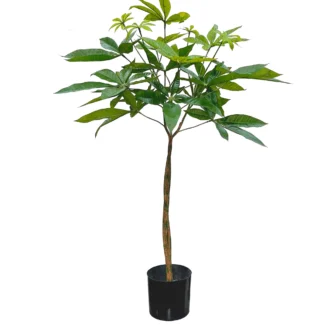 3' PTD PACHIRA TREE W/128LVS | TOPIARYTREE.NET