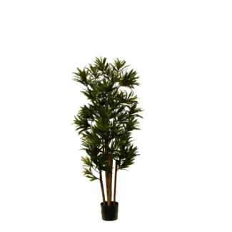 5' PTD DRACAENA REFLEXA MULTI TREE W/1269LVS