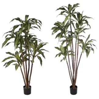 NEW DRACAENA WARNECKI TREE  (ARTIFICIAL TRUNK) | TOPIARYTREE.NET