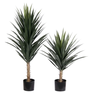 3' PTD BLUE AGAVE X1 W/58LVS