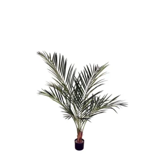 ARECA PALM TREE | TOPIARYTREE.NET