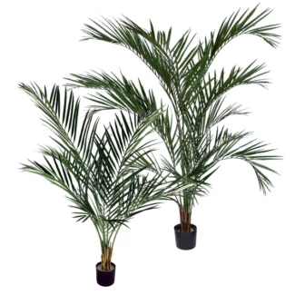 ARECA PALM TREE | TOPIARYTREE.NET