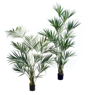 KENTIA PALM